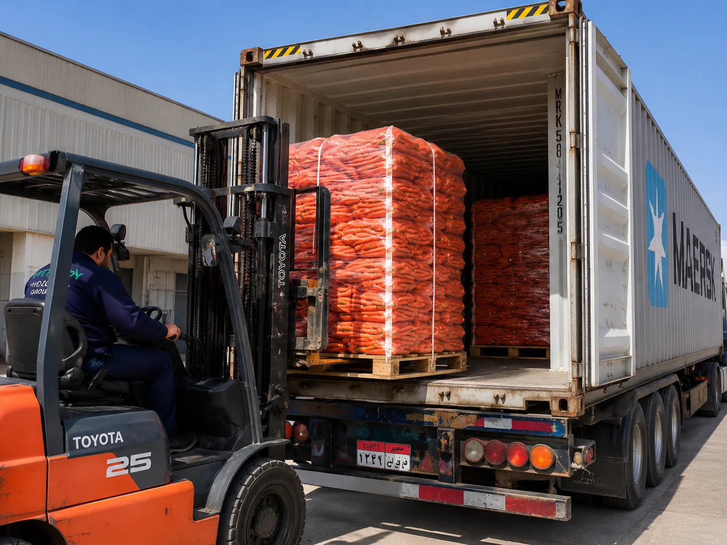 Container loading for Egyptian carrot exports