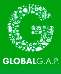 GLOBALG.A.P. certified Egyptian fresh produce exporter