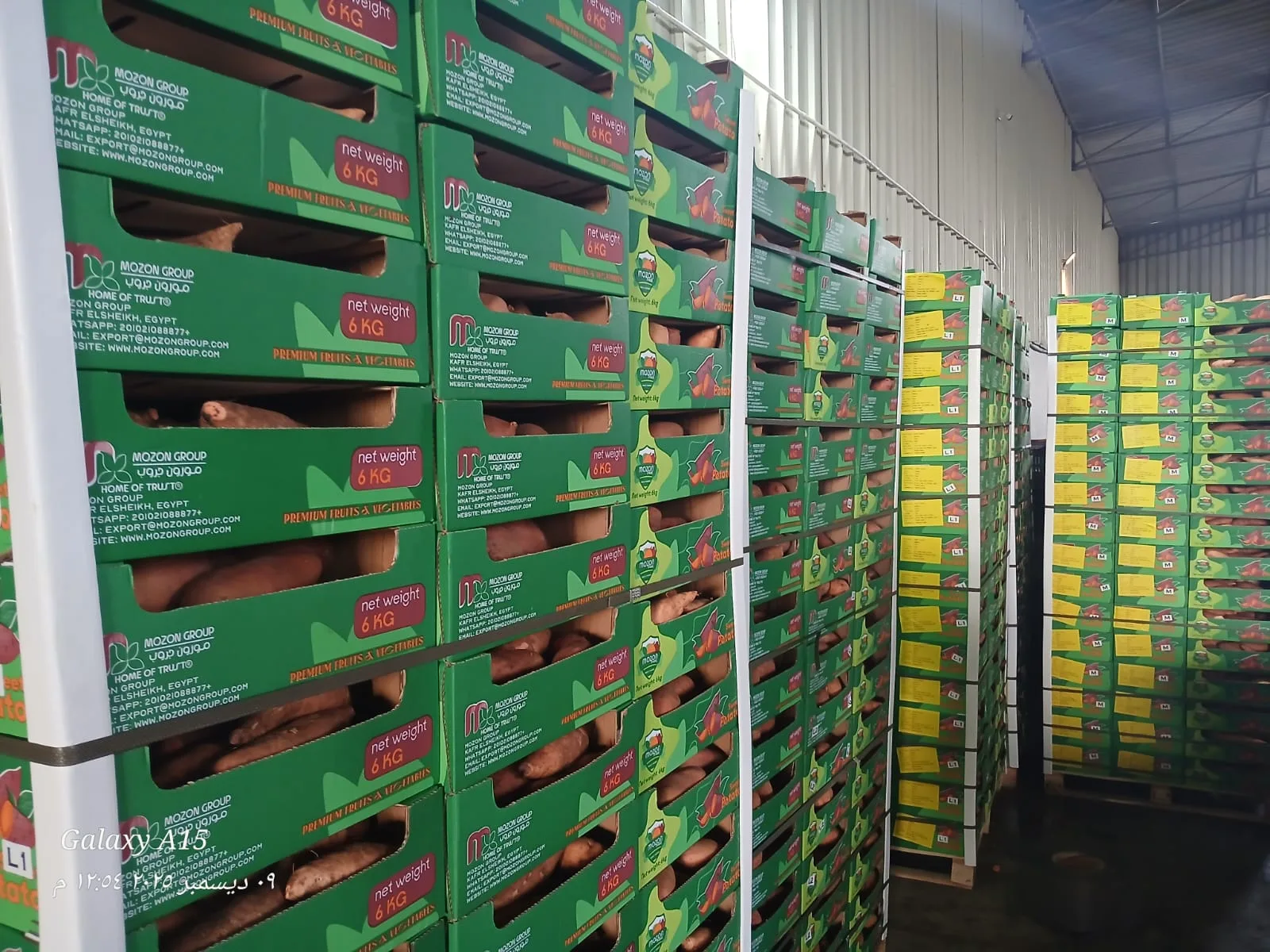 Packed Egyptian Sweet Potatoes Ready for Export