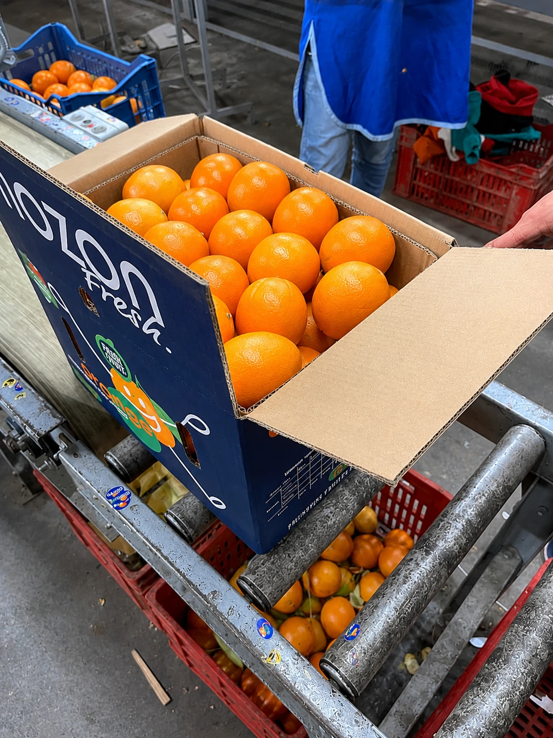 Egyptian orange export program