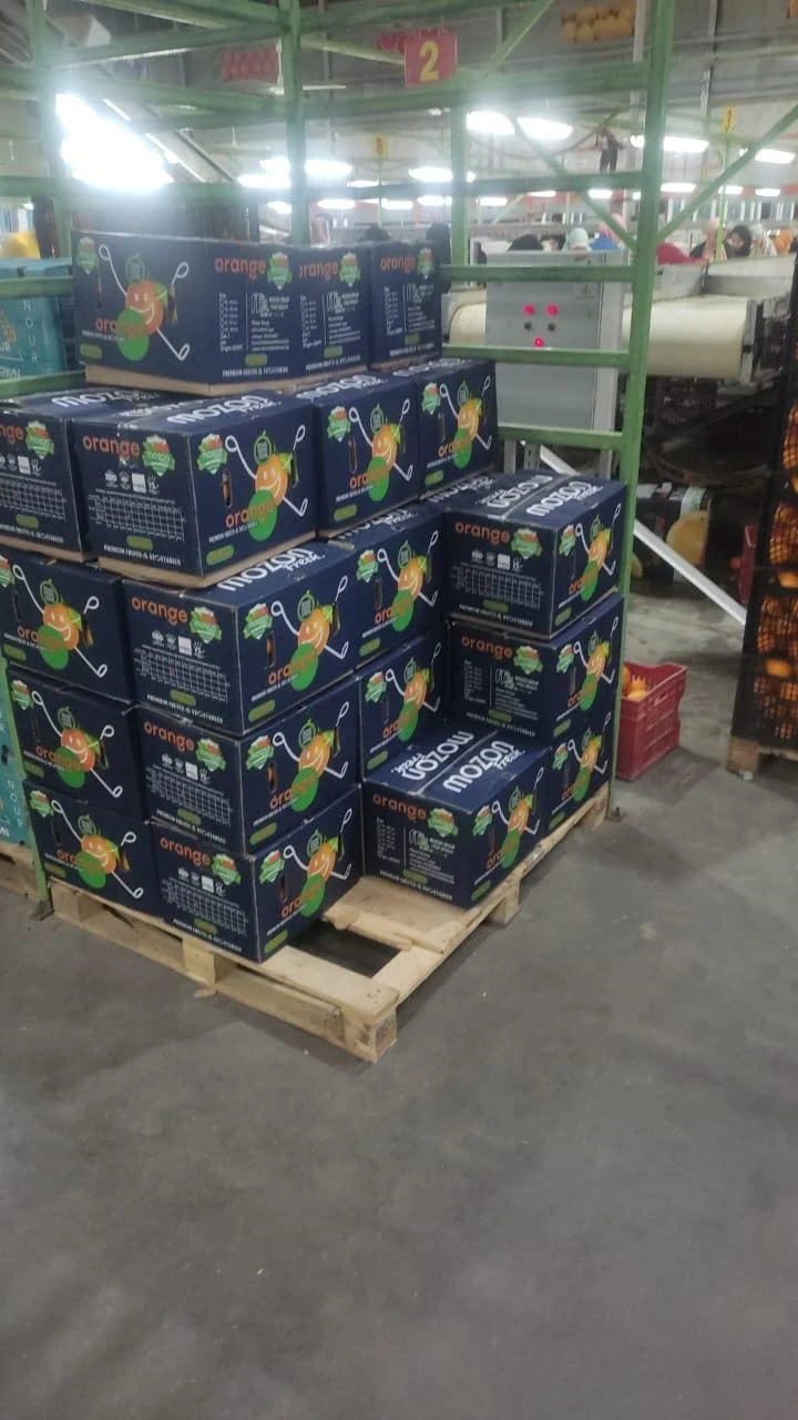 Egyptian oranges packed in Mozon Group export cartons at a fresh produce packing facility in Egypt