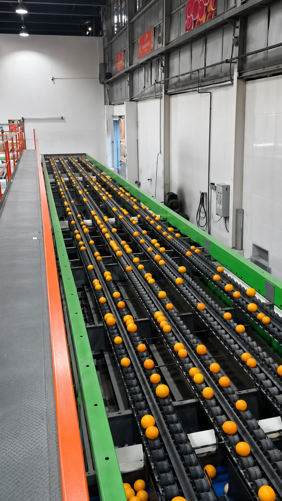 Orange grading and sorting line in Egypt