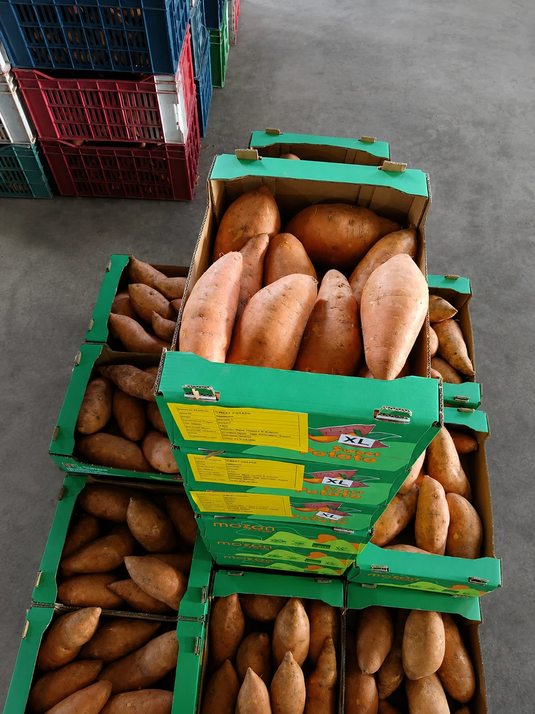 Egyptian sweet potato export program